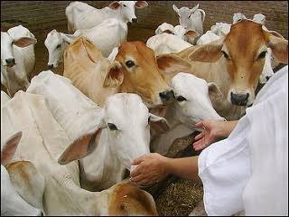 पहल: निगमायुक्त अनूप कुमार सिंह की तत्त्परता से तैयार हुआ ब्रजमोहन नगर में गौ-सेवा केन्द्र 1 images 97