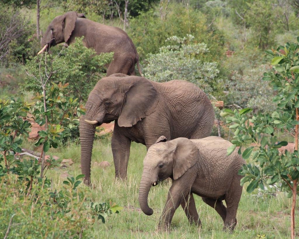 hathi