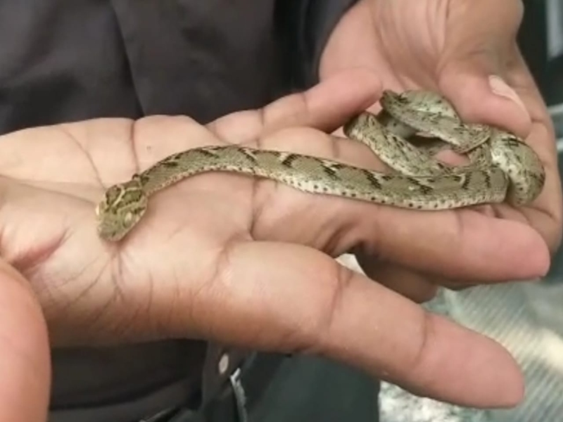 21 10 2020 korba snake