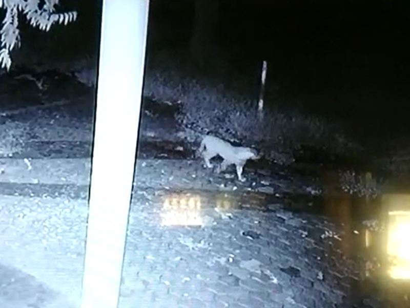 27 10 2020 leopard in jabalpur veterinary college mp 20201027 142243