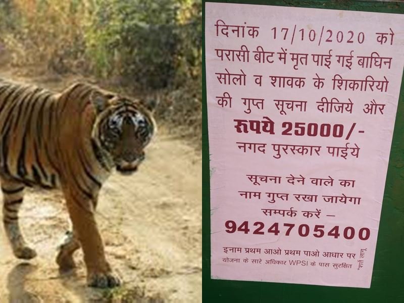 बांधवगढ़ में बाघिन के शिकारियों की जानकारी देने पर मिलेगा 25 हजार का इनाम 16 21 11 2020 bandhavgarh tiger reserve hunters 20201121 94520