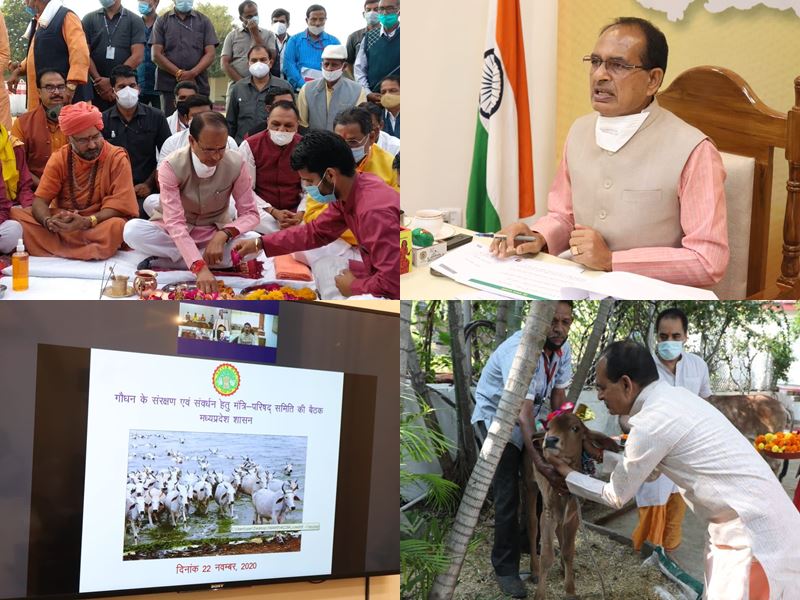 22 11 2020 cow cabinet madhya pradesh news