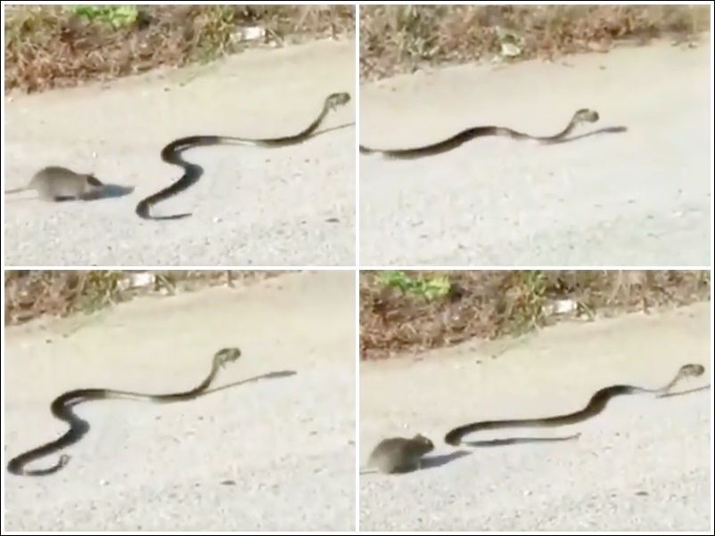 27 11 2020 viral video snake 20201127 204944