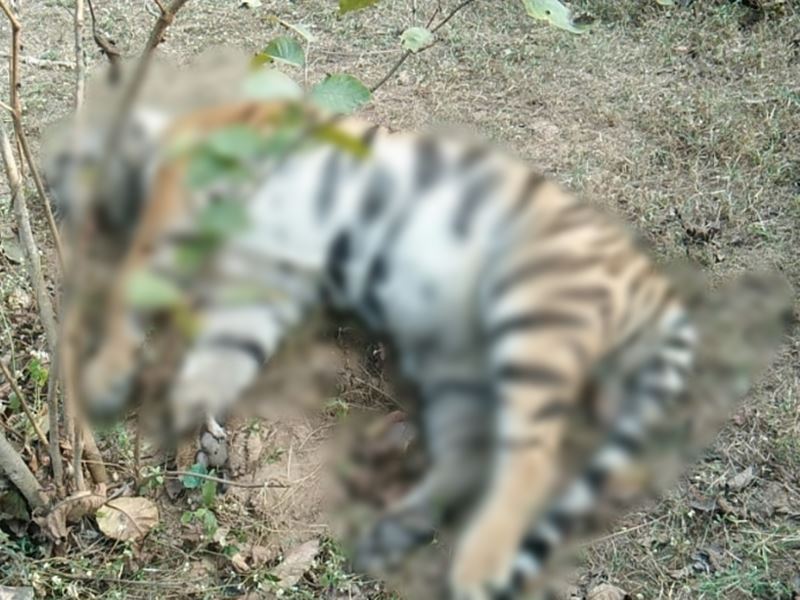 19 12 2020 tiger death in madhya pradesh seoni 20201219 125847