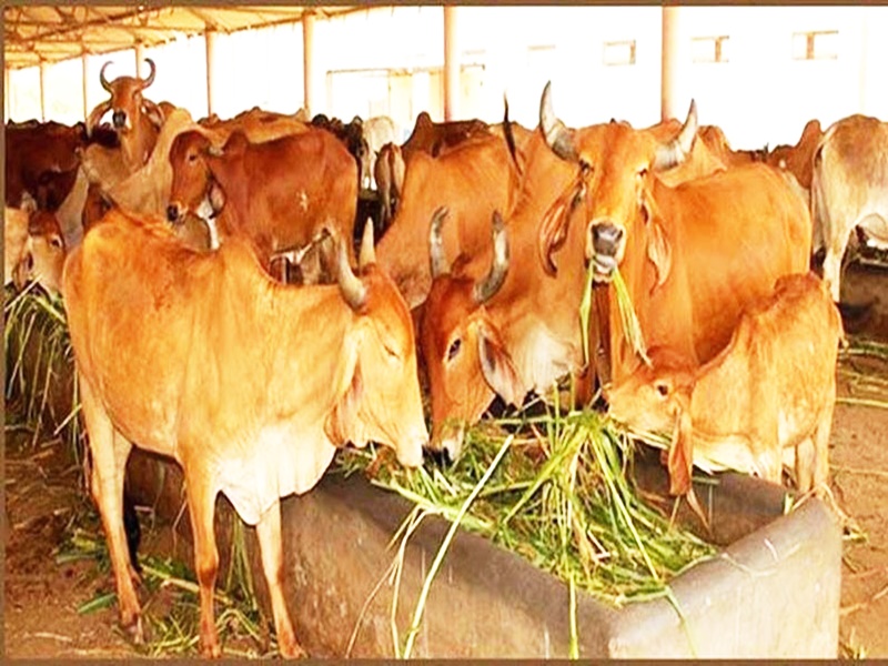 Gau-Shaala: MP में गौ-शालाओं को मिलने वाली राशि में होगी वृद्धि 22 06 01 2021 cow