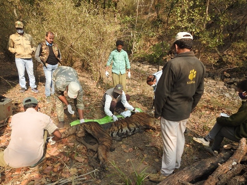 14 02 2021 balaghat demo tiger