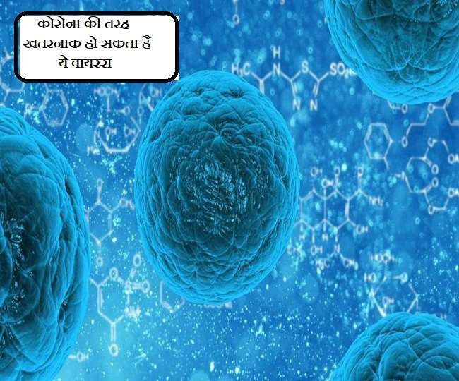 candida auris