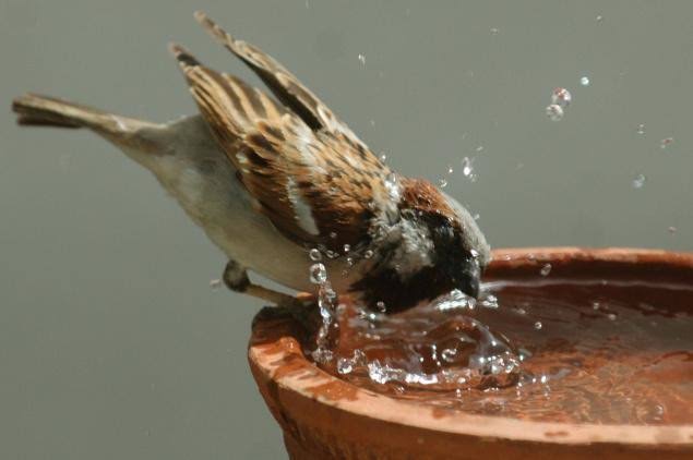 World Sparrow Day 2021: आवास, भोजन और पानी सुलभ हो तो आपके घर और आसपास फिर फुदकेगी गौरेया 22 images 31