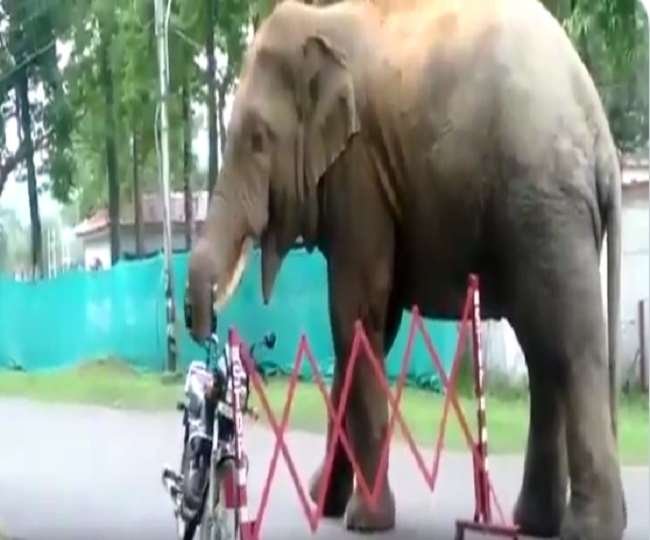 viral video hathi