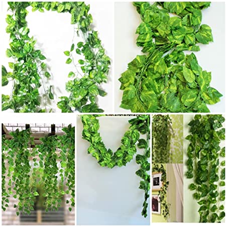 money plants 4