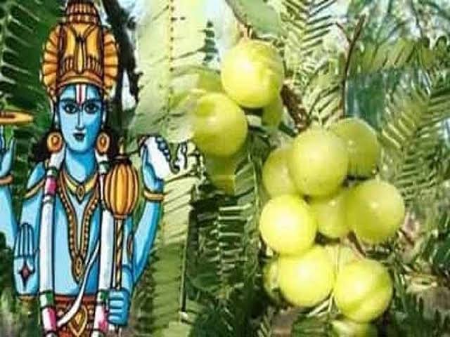 Amla Navami 2021: धाता योग प्रजापति और रवि योग में आंवला नवमी कल लगाएं मथुरा-वृंदावन की परिक्रमा 22 images 2