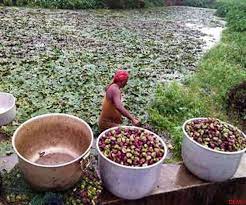 kisan singhada Profit