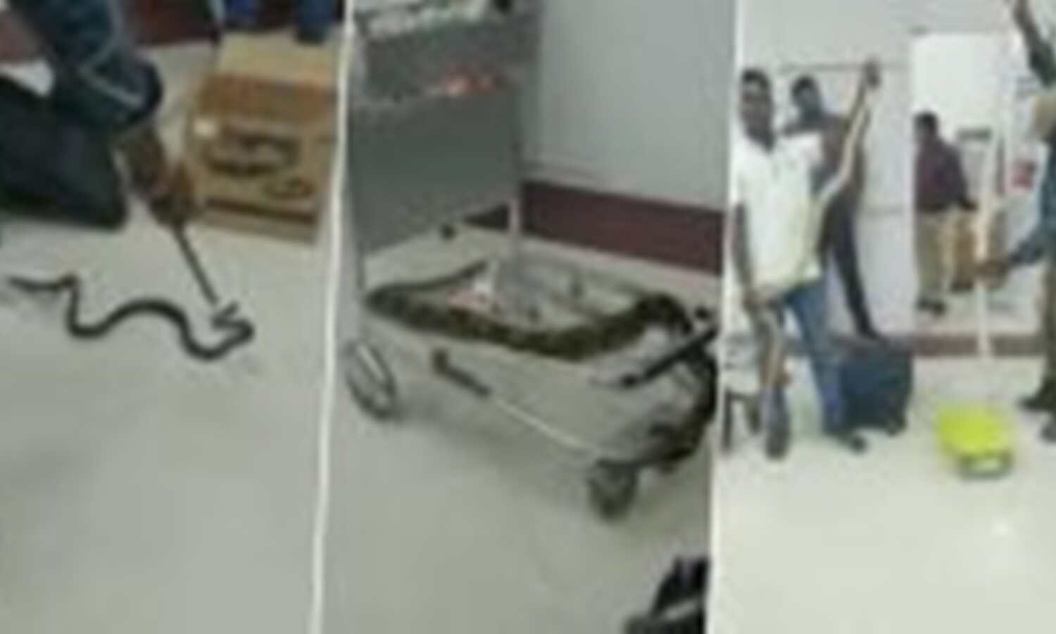 1500x900 1952952 chennai airport female passenger with snakes