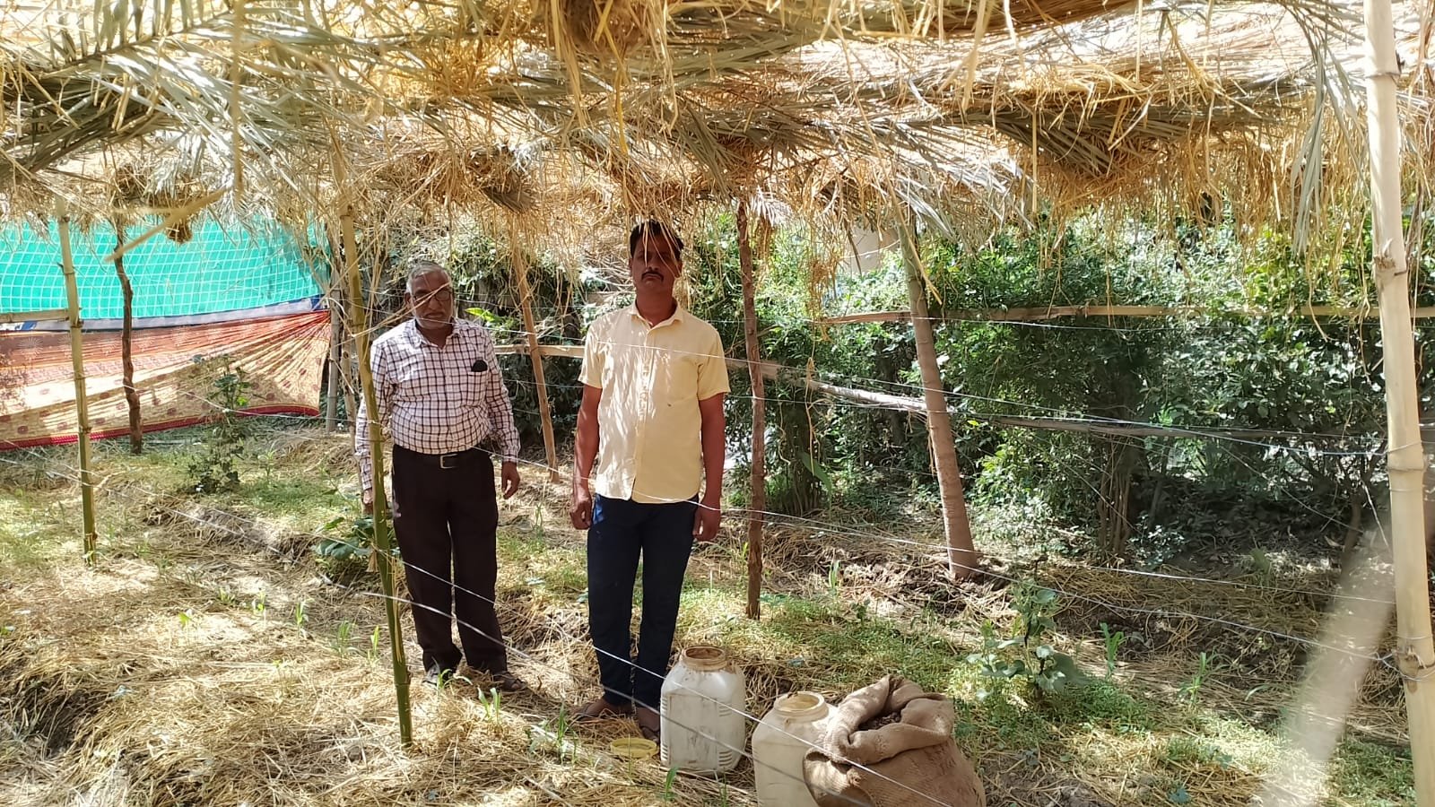 Katni कृषक ने अपनाया 5 स्तरीय फार्मिंग एवं जैविक खेती का फार्मूला, मिल रही सफलता 3 wp 1684779984029