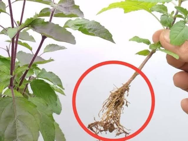 Tulsi Ki Root को दरवाजे के तोरण पर लगाएं , मां लक्ष्मी होंगी प्रसन्न 22 images 21