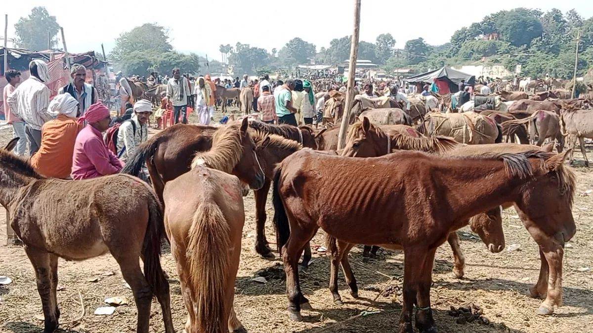 chitrakoot donkey market