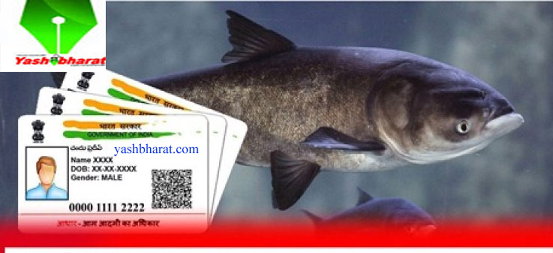 Fish Aadhar Card