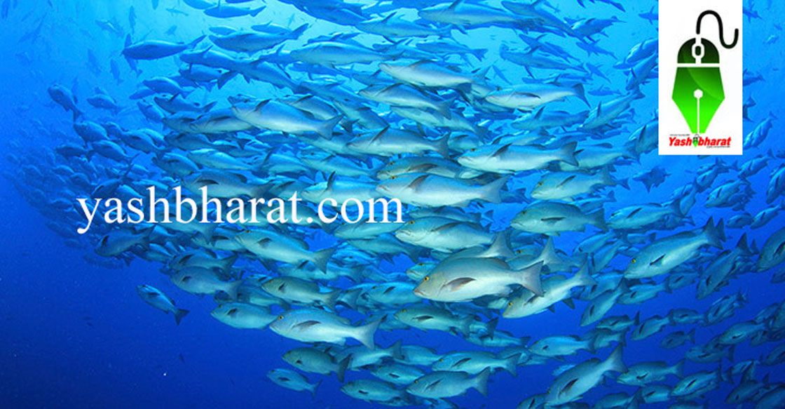PM Matsya Sampada Yojana: प्रधानमंत्री मत्स्य संपदा योजना का लाभ लेने के 31 दिसंबर तक करें आवेदन 1 matasya palan yojna fish