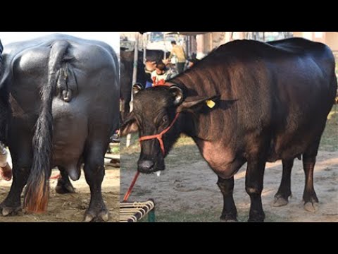 मुर्रा भैंस