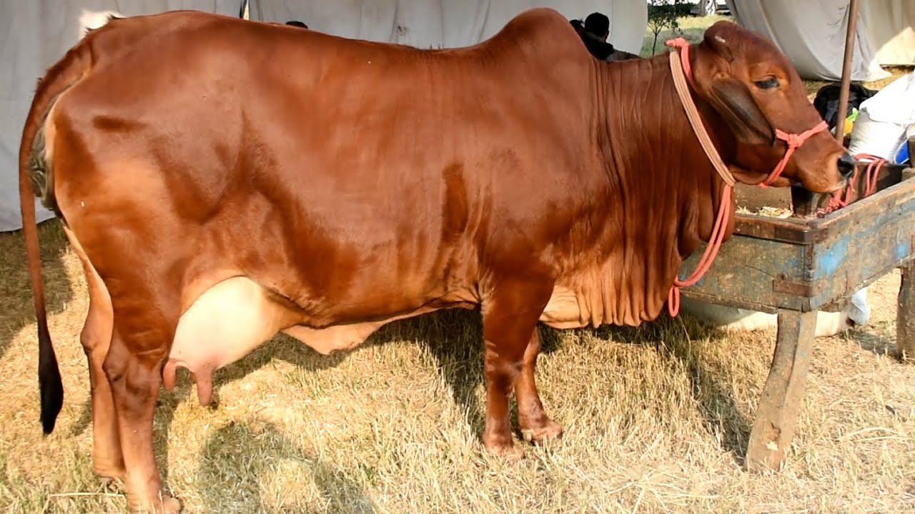 Dairy Business: इन तीन नस्लों की गाय से हर रोज मिलेगा 50 लीटर से ज्यादा दूध, पाल लिया तो तुरंत बन जाएंगे लखपति 25 Dairy Business: इन तीन नस्लों की गाय से हर रोज मिलेगा 50 लीटर से ज्यादा दूध, पाल लिया तो तुरंत बन जाएंगे लखपति