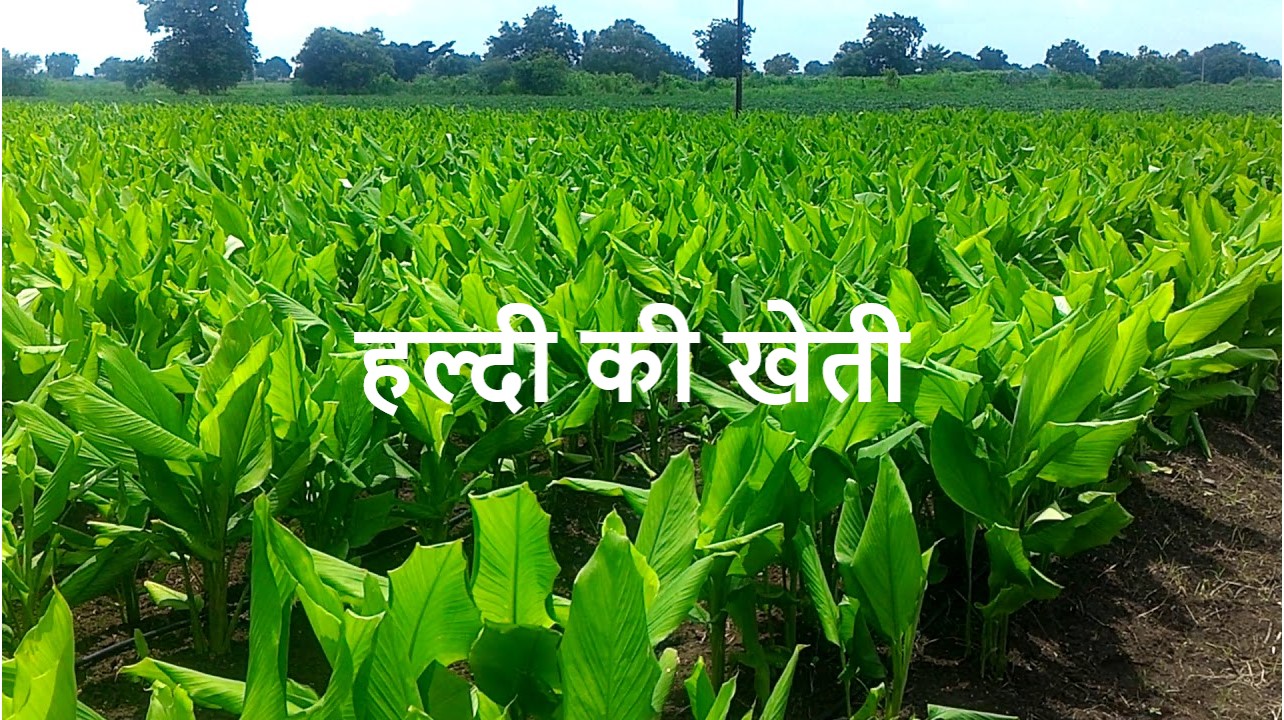 हल्दी की खेती