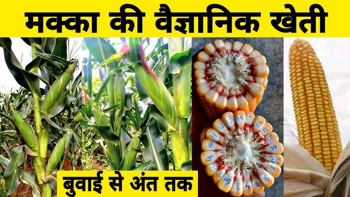 100 दिन में पकने वाली यह ADV 9293 हाइब्रिड मक्का किसानों की पहली पसंद जानिए इसके बारे में