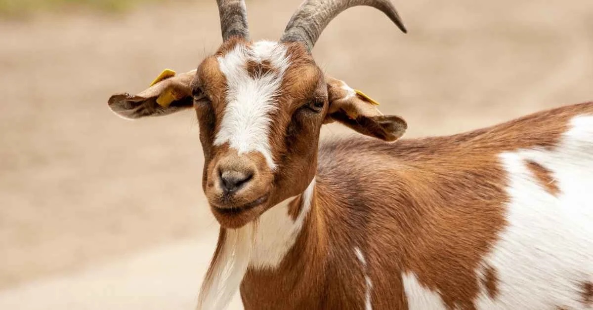 Goat Farming: कम निवेश के साथ ऐसे शुरू करें बकरी पालन का बिजनेस, हर महीने होगी मोटी कमाई 22 Bakri Palan