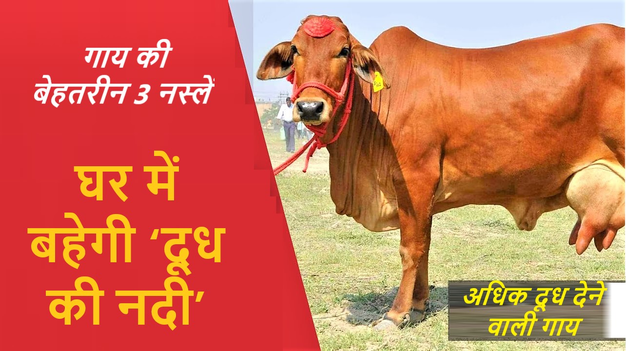 Best 3 breeds of cow