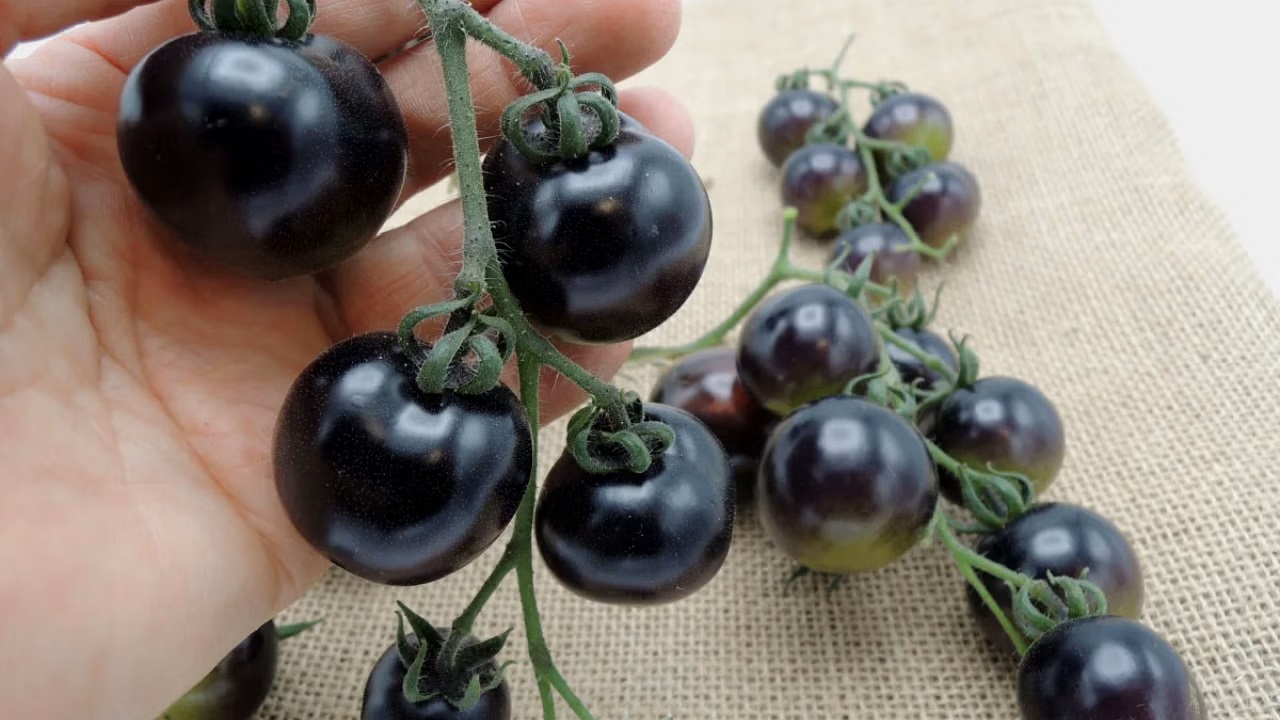 किसानो की आमदनी दोगुनी कर देगी काले टमाटर की खेती, जानिए कैसे करे इसकी खेती 25 Black Tomato Cultivation