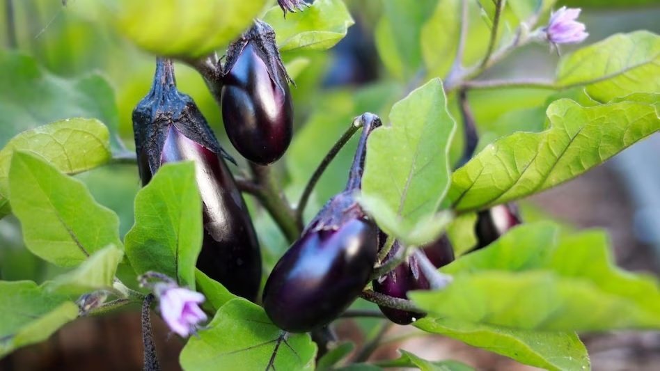 Brinjal Varieties