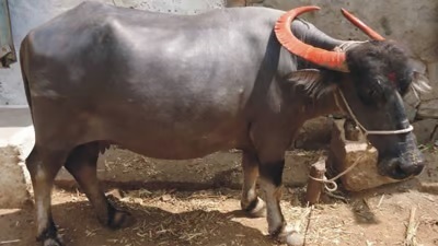 Marathwadi Buffalo