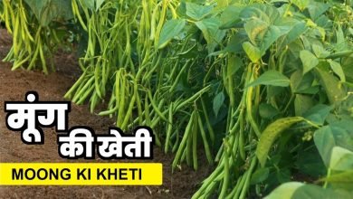Moong ki kheti