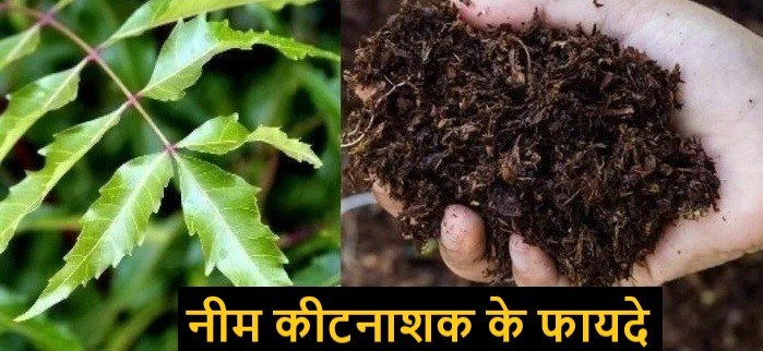 Neem Insecticide: नीम से बनाये शक्तिशाली जैविक कीटनाशक, उपयोग से आस-पास भी नहीं फटकेंगे कीड़े-मकौड़े,