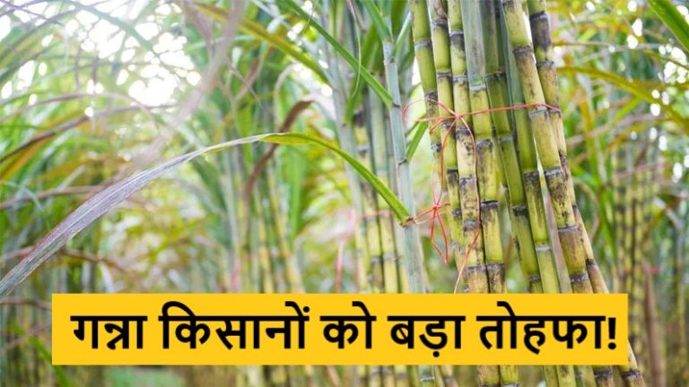Sugarcane Price