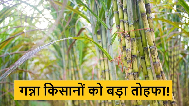 Sugarcane Price: गन्ना किसानों को बड़ा तोहफा! गन्ने के दामों में 15 से 25 रुपये तक की होगी बढ़ोतरी 1 Sugarcane Price