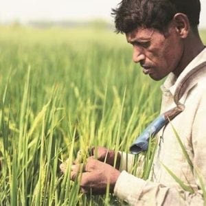 Untimely rains 300x300 1