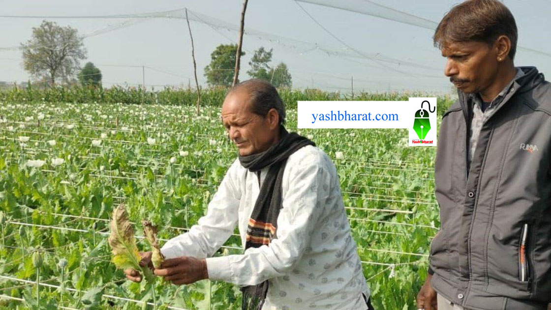 afeem ki fasal kisan