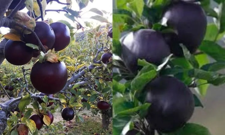 black diamond apple