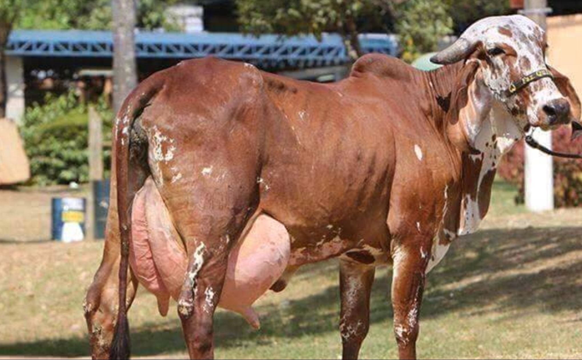 महीने में लखपति बन जाओगे ये नस्ल की गाय पाल लो 50 से 80 लीटर दूध प्रतिदिन देंगी e1707739993664