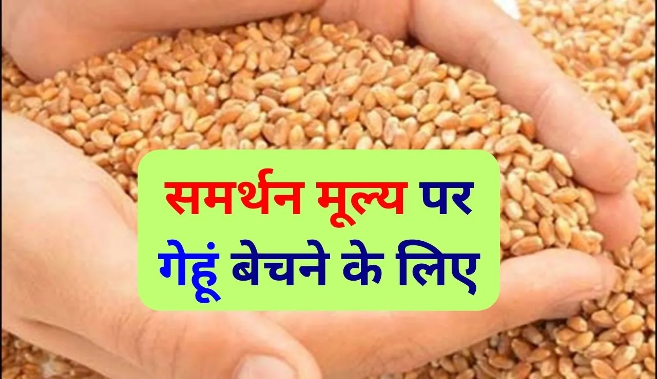 MP में सरकार ने चुनाव से पहले नया आदेश जारी किया MSP समर्थन मूल्य ये तारीक से होंगी गेहूँ की ख़रीदी