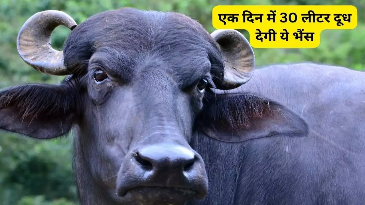 Murrah Buffalo 2024: हर दिन 30 लीटर दूध देती है इस नस्ल की भैंस, मोटी कमाई के लिए यहाँ जानें इन भैंसो की पहचान एवं खासियत