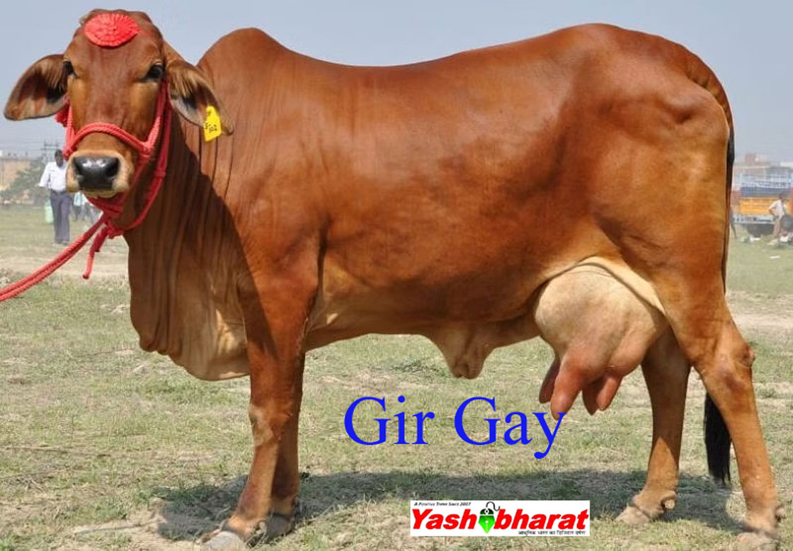 Gir Gay: गिर गाय लाभार्थी महिलाओं ने PM को बताया कैसे बनीं आत्मनिर्भर जिंदगी 22 gir gay