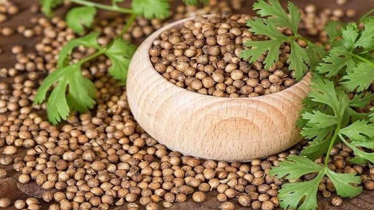 Dhaniya In Mandi: गल्ला मंडी में नए कत्था धनिया की आवक शुरू 22 images 9