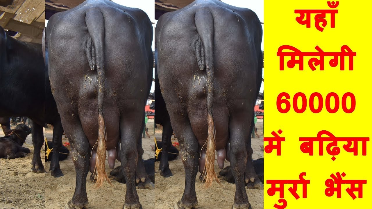 Murrah buffalo इस नस्ल की भैस पाल कर लाखों रुपये कमा सकते हो रोज ये 12 से 15 लीटर दूध देती 2 मुर्रा नस्ल की भैंस