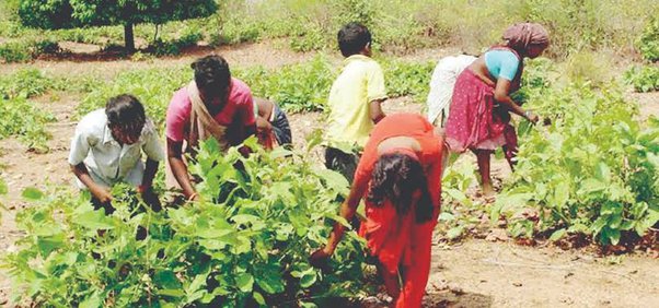 Tendupatta Ki Kheti: किसानो को मालामाल बनाएगी तेंदूपत्ता की खेती,जाने कैसे 23 तेंदूपत्ता की खेती