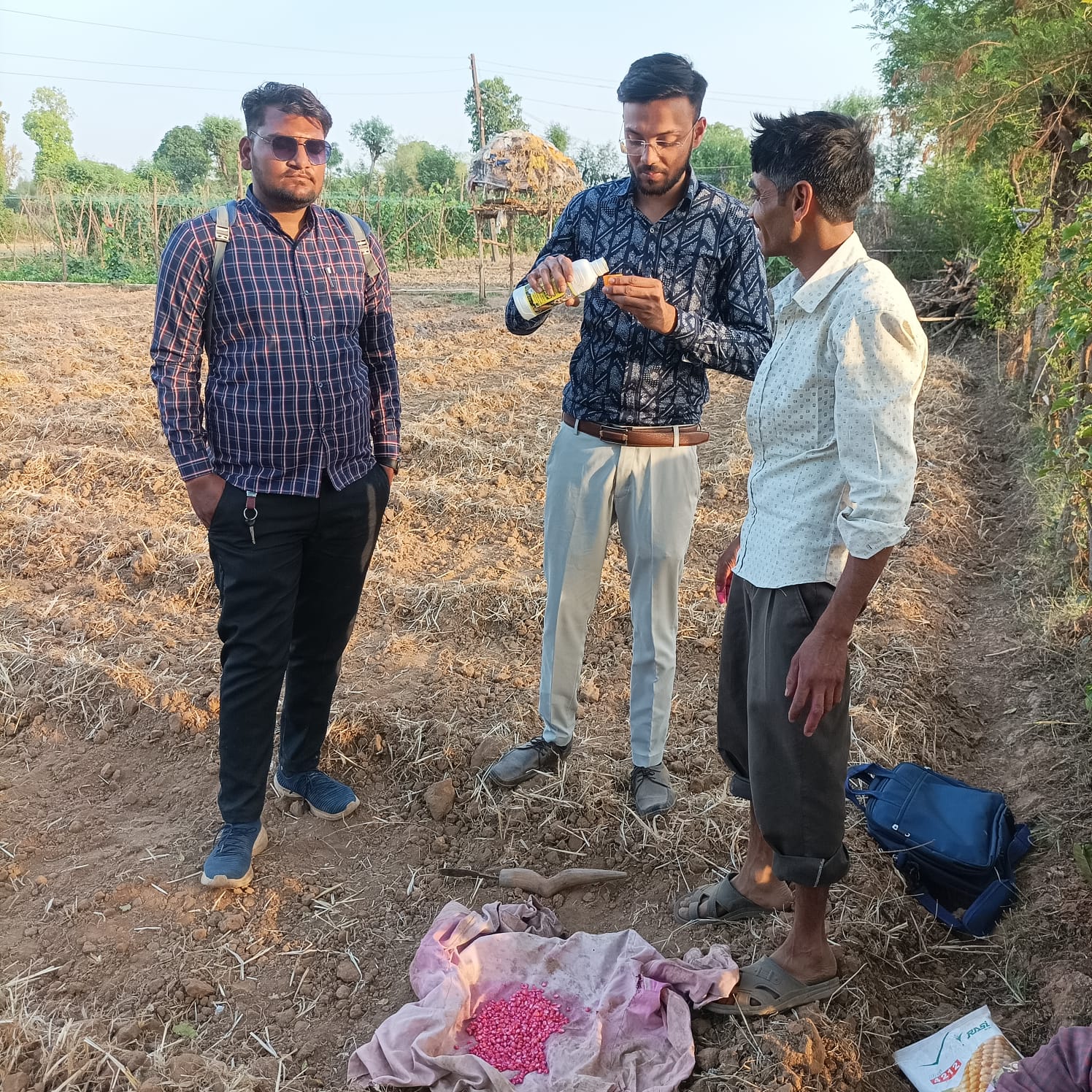 Sweet Corn: स्वीट कॉर्न में 300 एकड़ में किया जा रहा नैनों यूरिया का स्प्रे, तेवरी के भुटटे की वि‍देश में डि‍मांड