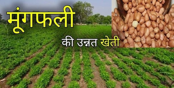 वैज्ञानिक तरीके से करे Mungfhali ki kheti कम लागत में होगी छप्पड़ फाड़ कमाई जाने कैसे