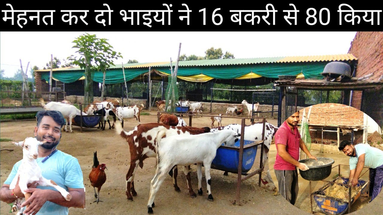 Business Idea 2024: गाय-भैंस के मुकाबले चार गुना तेजी से बढ़ रहा है देश में बकरी पालन व्यवसाय, यहाँ जाने टॉप नस्ले की संपूर्ण जानकारी 22 Business Idea 2024: गाय-भैंस के मुकाबले चार गुना तेजी से बढ़ रहा है देश में बकरी पालन व्यवसाय, यहाँ जाने टॉप नस्ले की संपूर्ण जानकारी