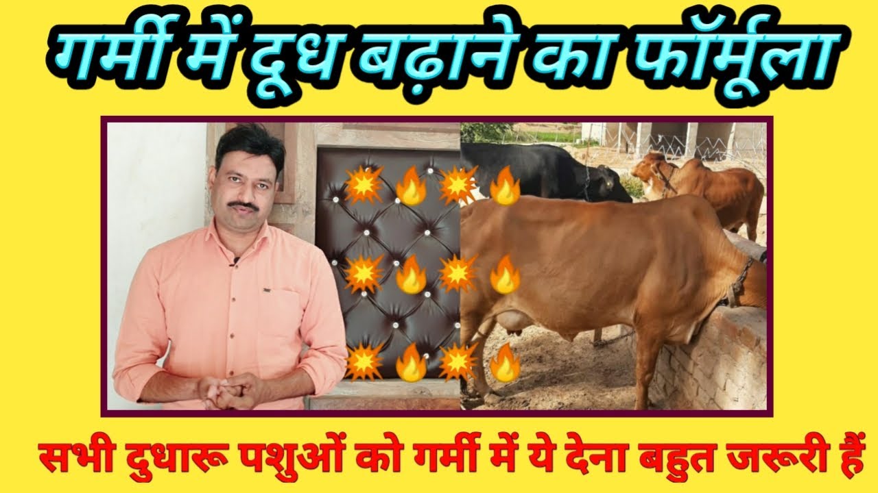  गर्मी में गाय-भैंसों के दूध की क्षमता बढ़ाने के लिए खिलाना होगा ये चारा, रोजाना देगी 20 से 25 लीटर तक दूध जाने A To Z जानकारी