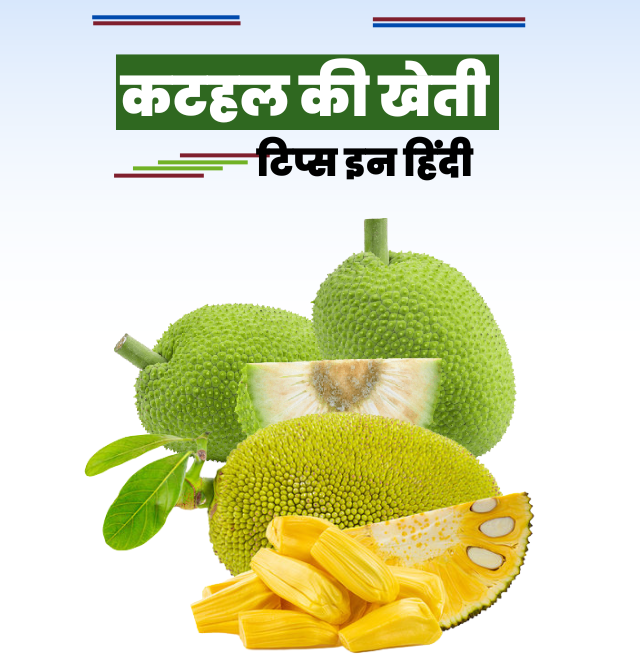 इस तरह करे कटहल की खेती, अच्छा होगा फायदा कुछ ही महीनो में खड़ी कर लोगे कार